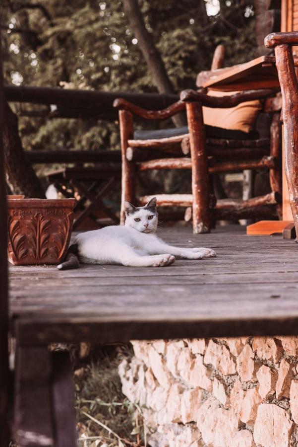 B&B Le Corone - Chalet Nel Bosco Cavalo 外观 照片